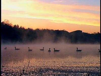new geese-ae.JPG   N/A