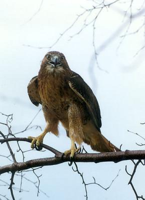 Hawlk.JPG   N/A