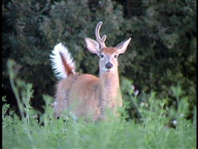 u36/mlo3135127/medium/24552686.1ANTLERae.jpg