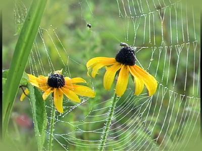 flower web3.JPG   N/A