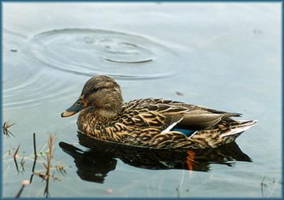 duck1.JPG   N/A