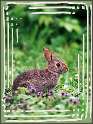 Rabbit=1.JPG   N/A