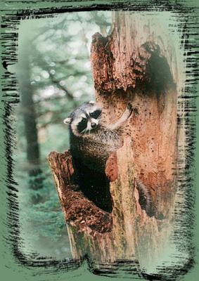 Raccoon=1.JPG