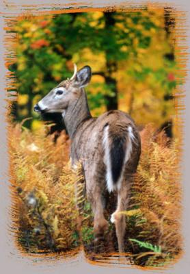 small buck=11.JPG   N/A