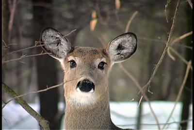 DOE==3.JPG   N/A