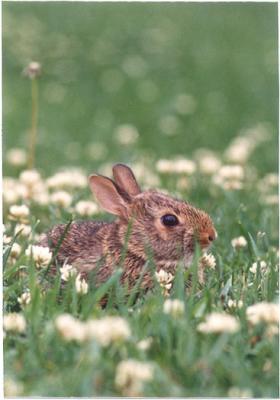 BUNNY=1.JPG   N/A