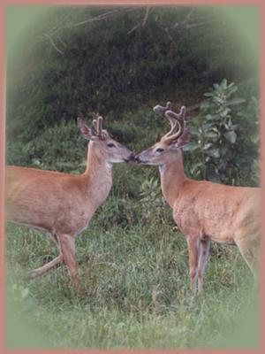TWO--BUCKS.JPG   N/A