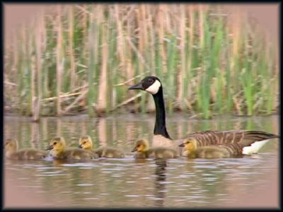 geese=1 AE.JPG   N/A