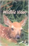 wildlife_video
