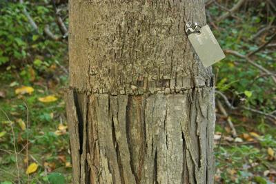 100 year old Carya sp. graft on C. ovata stock