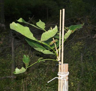Carya laciniosa graft on C. ovata