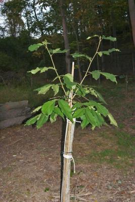 Hickory Grafting