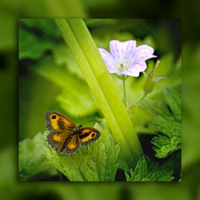 Butterfly on green