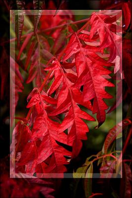 Red leaves, Church Lane, Martock, Somerset