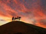 Sunset and trees