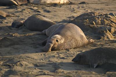 San Simeon - Elephant Seals