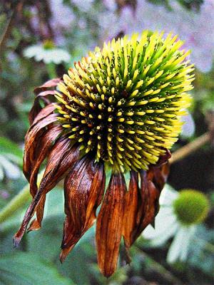 Dying Echniacea