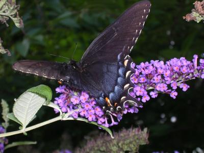 darkbutterfly.jpg