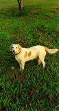 My Sweet Little Blonde Lab Mix.jpg