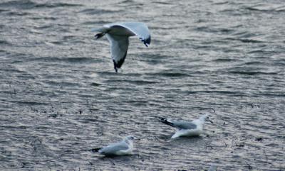 seagullflying.jpg