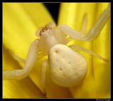 IMG_8906s.jpg
