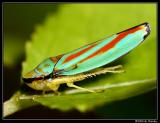 Striped Leafhopper 