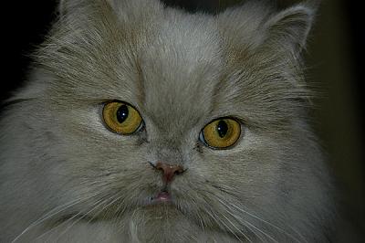 the olashin kitty