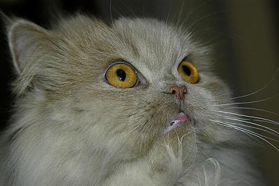 the olashin kitty