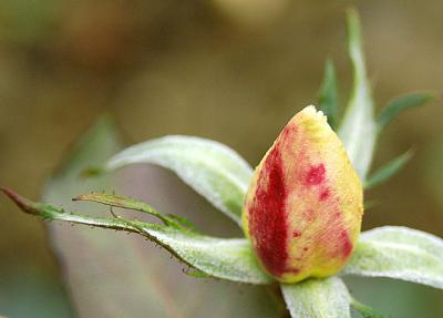 with a rosebud in the yard