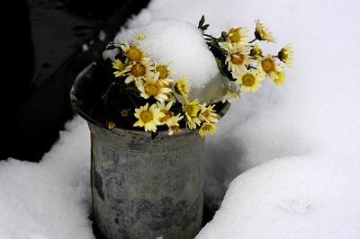 irina's grave