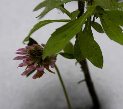 flower in the snow