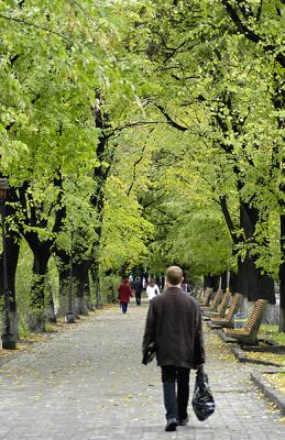 the linden alley