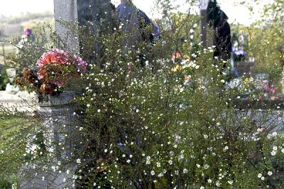 daisies growing on a grave