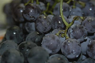 grapes from maria's neighbor