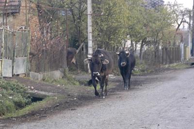 cows coming home