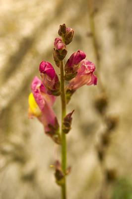 a lonely snapdragon