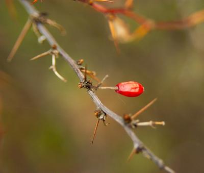 berries