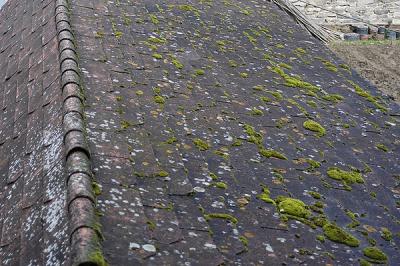 the mossy side of the roof