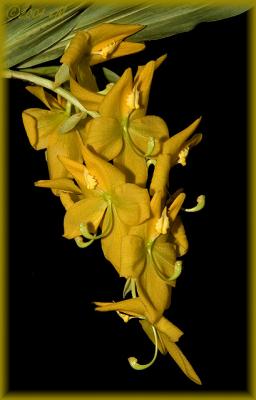 Cycnoches herrenhusanum 'Golden Ring'
