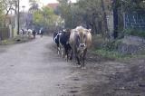 cows coming home