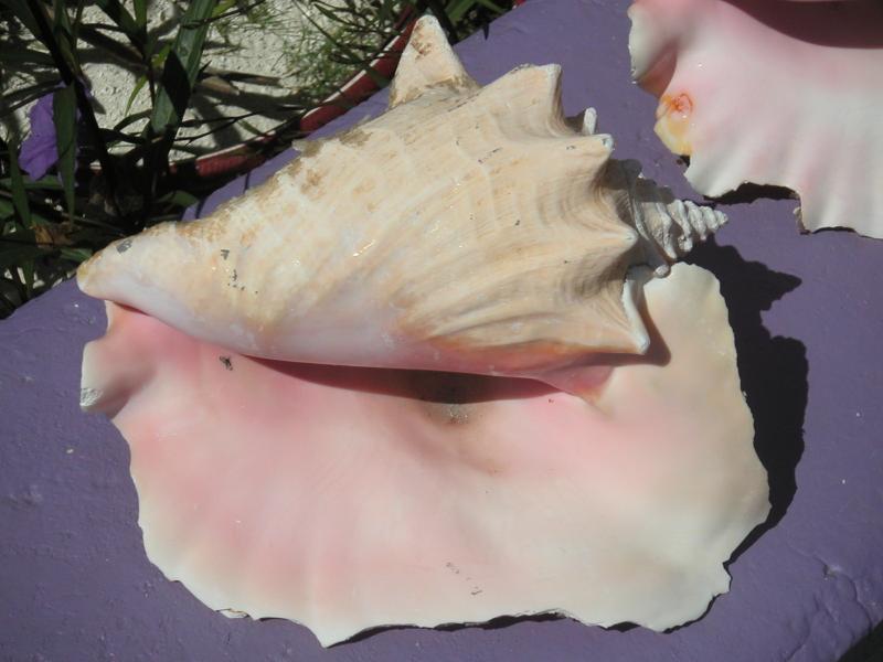 PICT0080.JPG