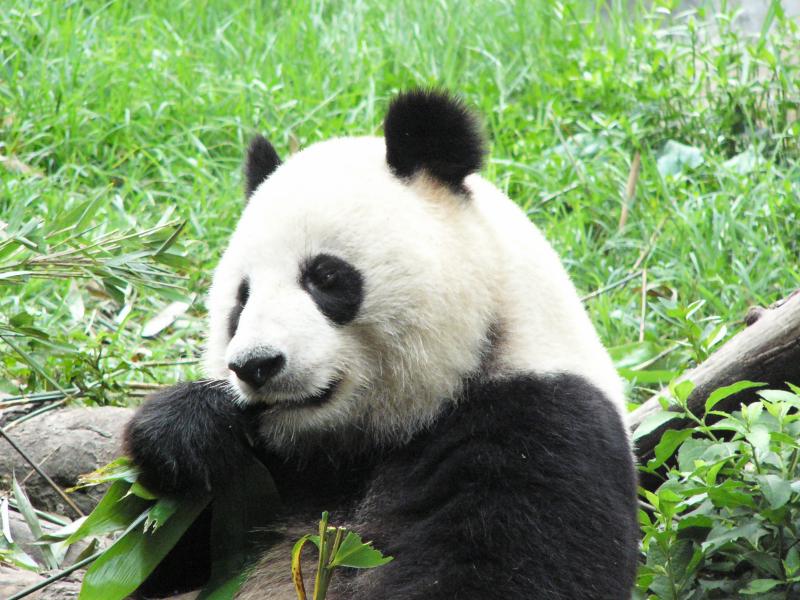 Chengdu