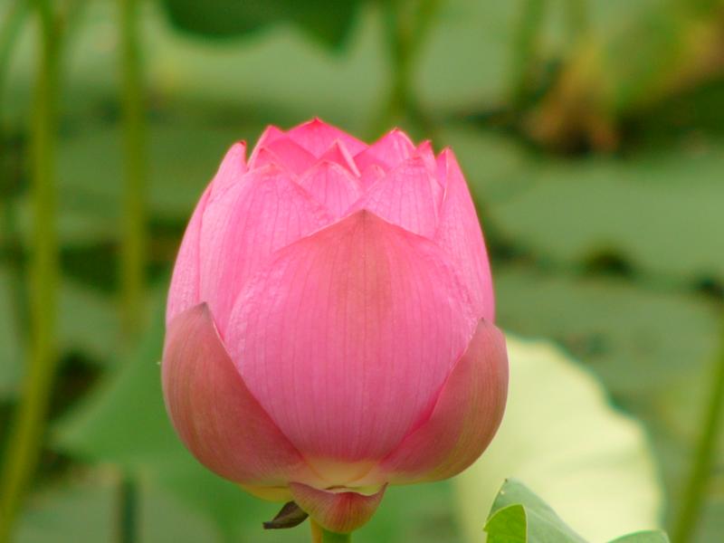 Lotus blossom