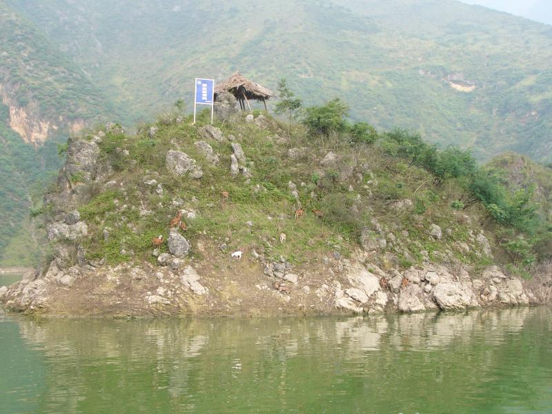 Little island with goats