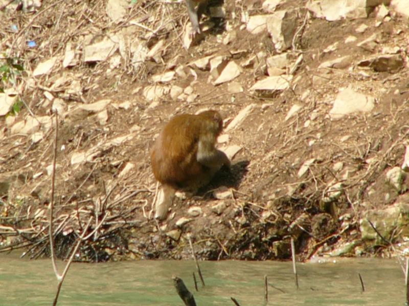Monkey