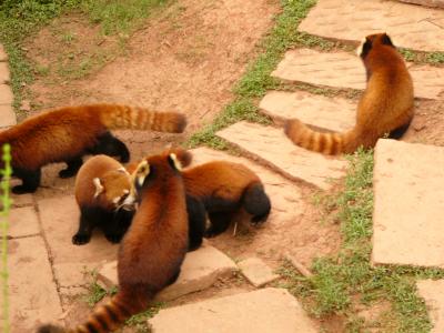 Red Pandas