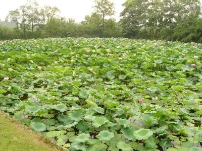 Lotus field