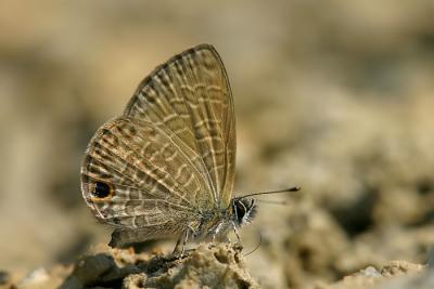 u36/mr_jason/medium/34552161.CRW_1450a_filtered.jpg