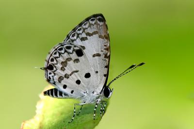 The Malayan