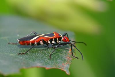 Cotton Stainer Bug